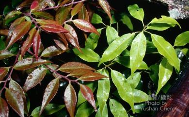 Vaccinium bracteatum Thunb. 米飯花