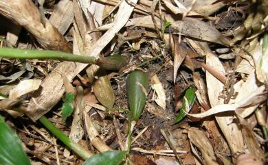 Chrysoglossum ornatum 黃唇蘭