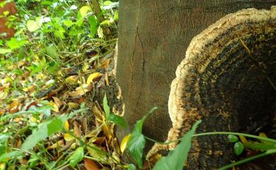 Phellinus noxius (Corner) G.Cunn. 有害木層孔菌