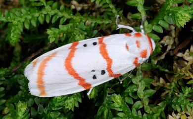 Cyana subalba (Wileman, 1910) 蘇雪苔蛾