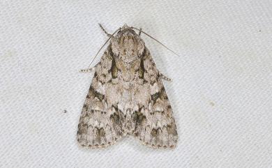 Acronicta pulverosa taitungensis (Hreblay & Ronkay, 1997) 暗劍紋夜蛾