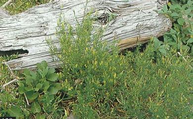 Melilotus officinalis (L.) Lam. 黃香草木樨