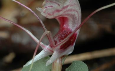 Corybas himalaicus (King & Pantl.) Schltr. 喜馬拉雅盔蘭