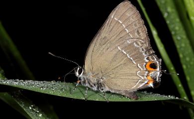 Satyrium eximium mushanum (Matsumura, 1929) 秀洒灰蝶