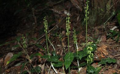 Neottia suzukii (Masam.) Szlach. 鈴木氏雙葉蘭