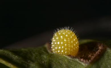 Athyma perius (Linnaeus, 1758) 玄珠帶蛺蝶