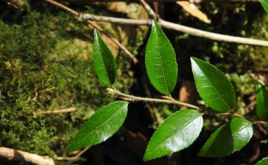 Camellia transnokoensis Hayata 泛能高山茶