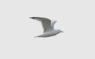 Larus argentatus mongolicus (Pallas, 1811) 蒙古銀鷗