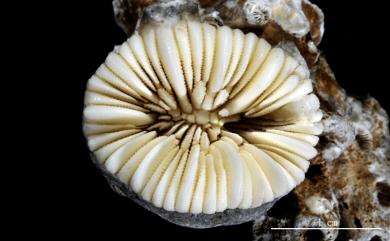 Trochocyathus rhombocolumna Alcock, 1902 菱柱輪杯珊瑚