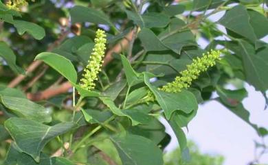 Triadica sebifera 烏桕