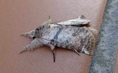 Macrobarasa xantholopha Hampson, 1896