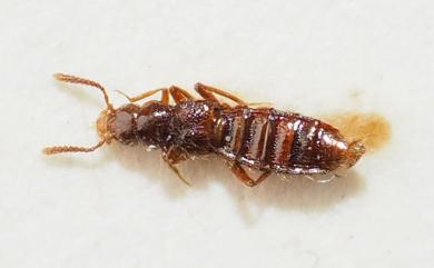 Neosilusa ceylonica (Kraatz, 1857) 錫蘭切胸隱翅蟲