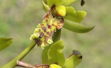 Cymbidium faberi 九華蘭