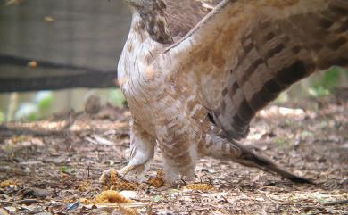 Pernis ptilorhynchus orientalis (Temminck, 1821) 東方蜂鷹