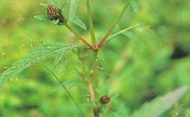 Bidens tripartita L. 狼把草