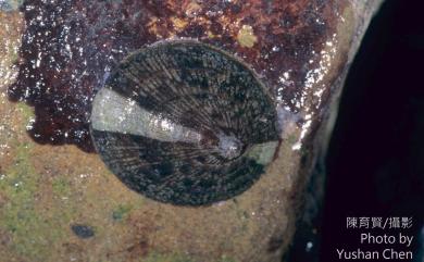 Patelloida striata (Quoy & Gaimard, 1834) 射線青螺