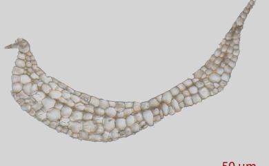 Leucobryum juniperoideum (Brid.) C. Muell., 1845 庭園白髮苔
