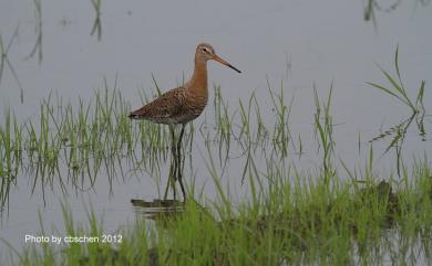 Limosa limosa (Linnaeus, 1758) 黑尾鷸