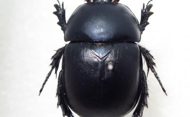 Phelotrupes taiwanus (Miyake & Yamaya, 1995) 黑雪隱金龜