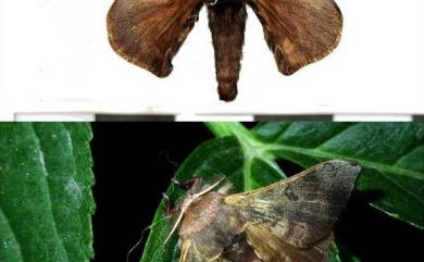 Triuncina brunnea (Wileman, 1911) 褐斑白蠶蛾