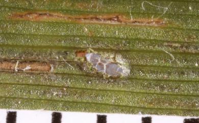 Dactylispa miyamotoi Kimoto, 1970 宮本鐵甲蟲