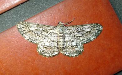 Cleora contiguata contiguata (Moore, 1868)