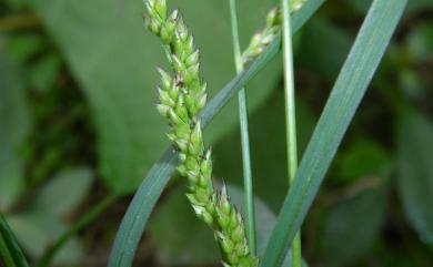 Echinochloa crus-galli 稗