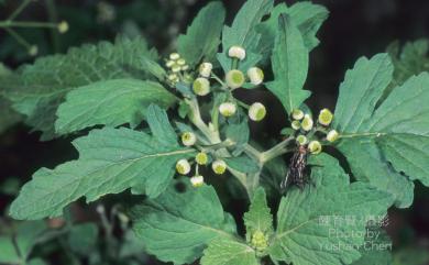 Dichrocephala integrifolia (L. f.) Kuntze 茯苓菜