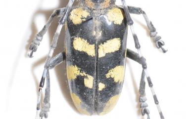 Anoplophora horsfieldi taiwanensis Ohbayashi, 2018 臺灣荷菲氏星天牛