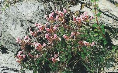 Pedicularis ikomae Sasaki 高山馬先蒿
