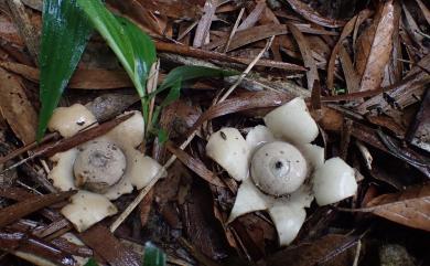 Geastrum saccatum (Fr.) Fisch. 袋形地星