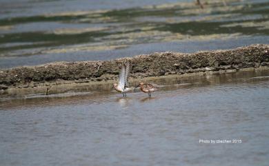 Calidris ferruginea (Pontoppidan, 1763) 彎嘴濱鷸