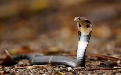 Naja atra Cantor, 1842 眼鏡蛇