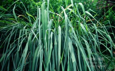 Cymbopogon nardus 香茅