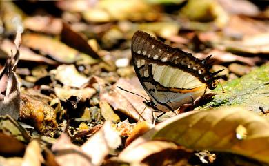 Polyura eudamippus formosana (Rothschild, 1899) 雙尾蛺蝶