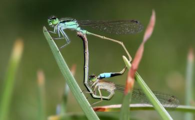 Ischnura senegalensis (Rambur, 1842) 青紋細蟌