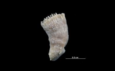 Premocyathus dentiformis (Alcock, 1902) 角狀樹杯珊瑚