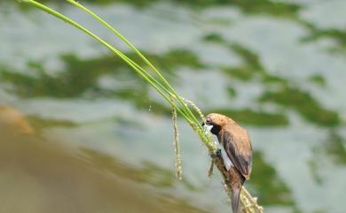 Lonchura striata swinhoei (Cabanis, 1882) 白腰文鳥