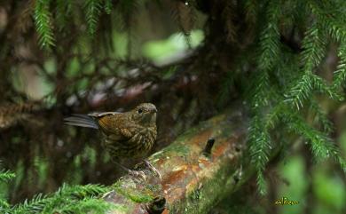 Myiomela leucura montium Swinhoe, 1864 白尾鴝