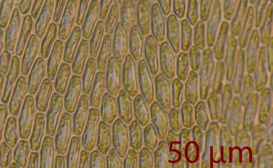 Cratoneuron filicinum (Hedw.) Spruce., 1867 牛角苔