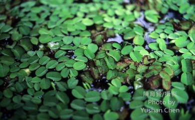 Salvinia molesta 人厭槐葉蘋