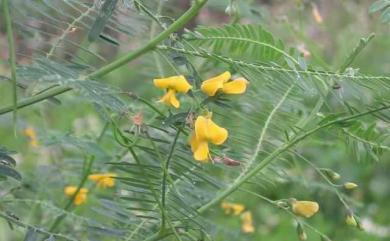 Sesbania sesban 印度田菁