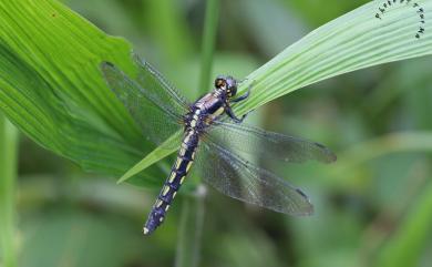 Orthetrum japonicum internum McLachlan, 1894 扶桑蜻蜓