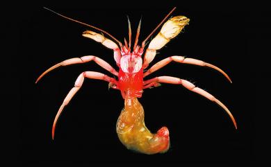 Sympagurus trispinosus (Balss, 1911) 三刺同寄居蟹