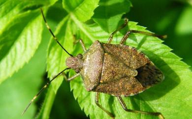 Halyomorpha halys (Stål, 1855) 茶翅蝽