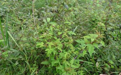 Rubus trianthus 苦懸鉤子