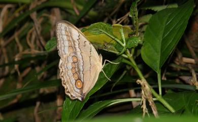 Stichophthalma howqua formosana Fruhstorfer, 1908 箭環蝶