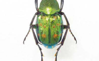 Epitrichius elegans (Kano, 1931) 綠艷長腳花金龜