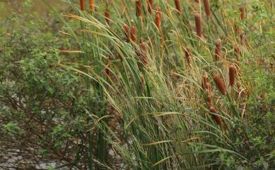 Typha orientalis C.Presl 香蒲