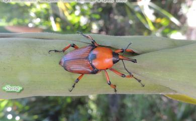 Cyrtotrachelus thompsoni Alono-Zarazaga & Lyal, 1999